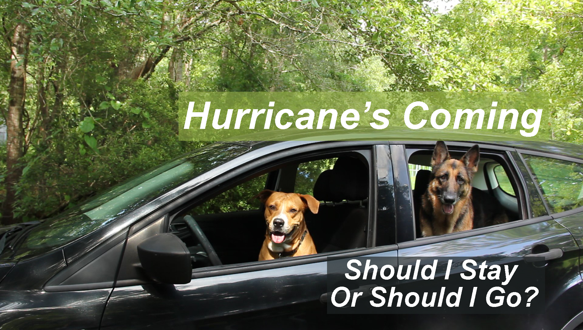prepping pets for hurricane season